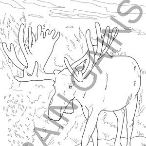 Moose coloring page