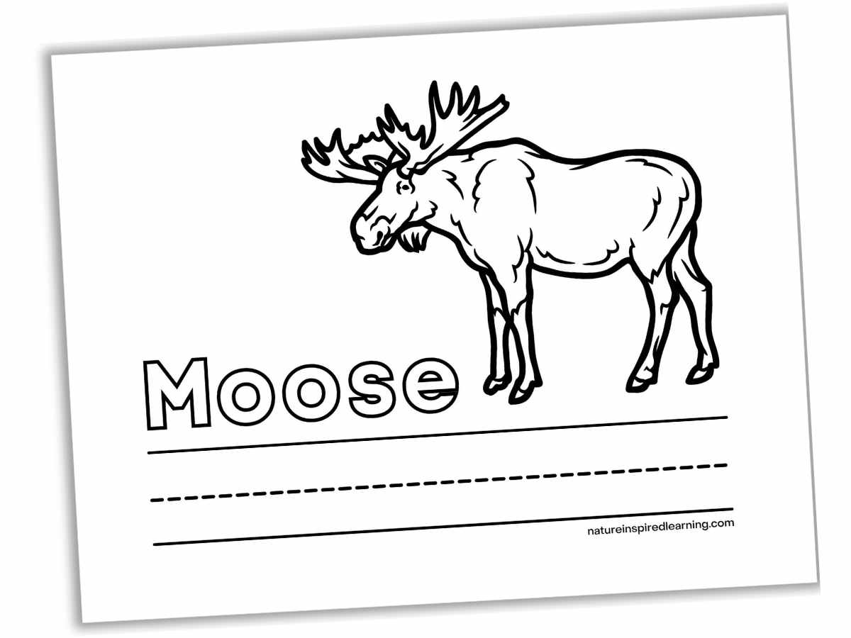 Moose coloring pages