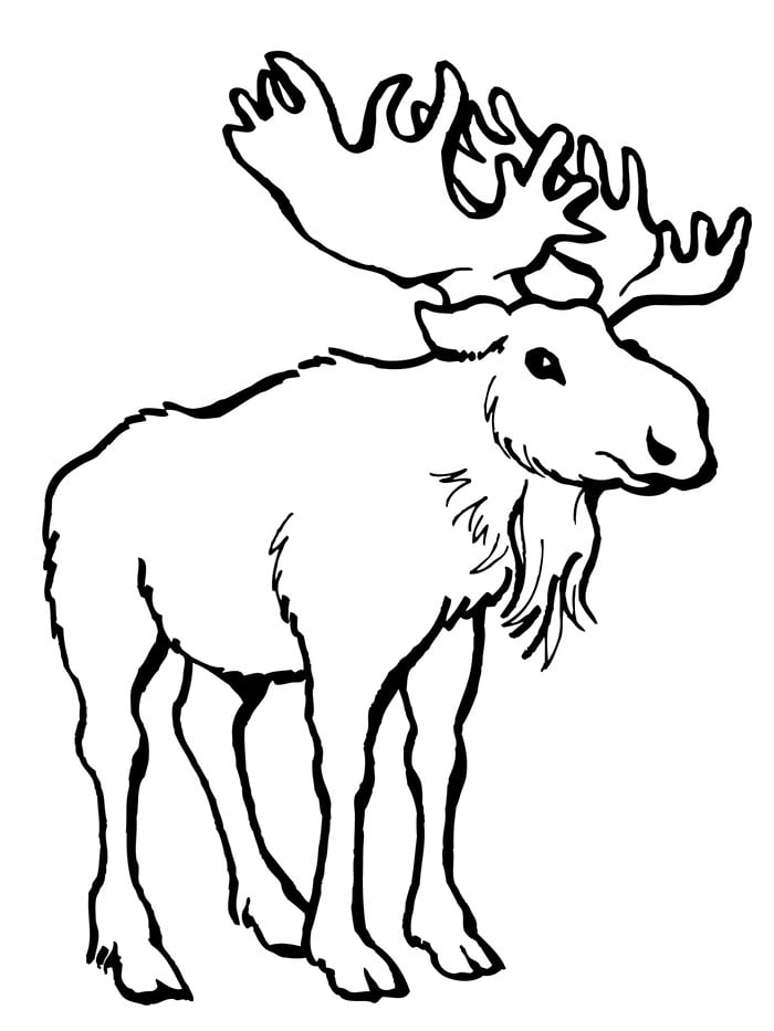 Deer s