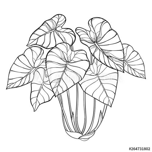 Bush of outline tropical plant colocasia esculenta or elephant ear or taro leaf bunch in black isolated on white bacâ plant sketches plant drawing elephant ears