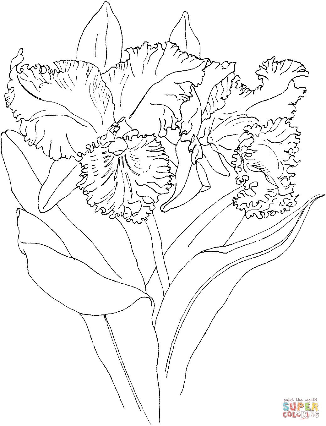 Dibujo de orquãdea rosal crispin memoria blc para colorear dibujos para coloreâ pãginas para colorear pãginas para colorear de flores arte de lãpices de color
