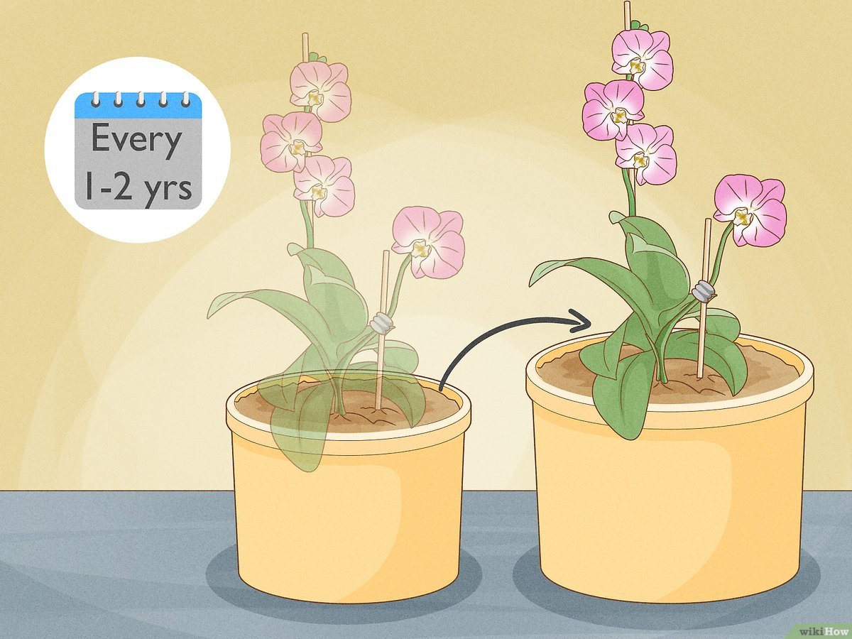How to care for orchids simple tips to help them thrive