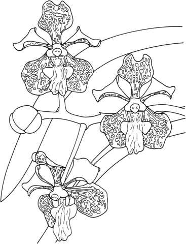 Tropical vanda tricolor orchid coloring page free printable coloring pages orchid color coloring pages flower coloring pages