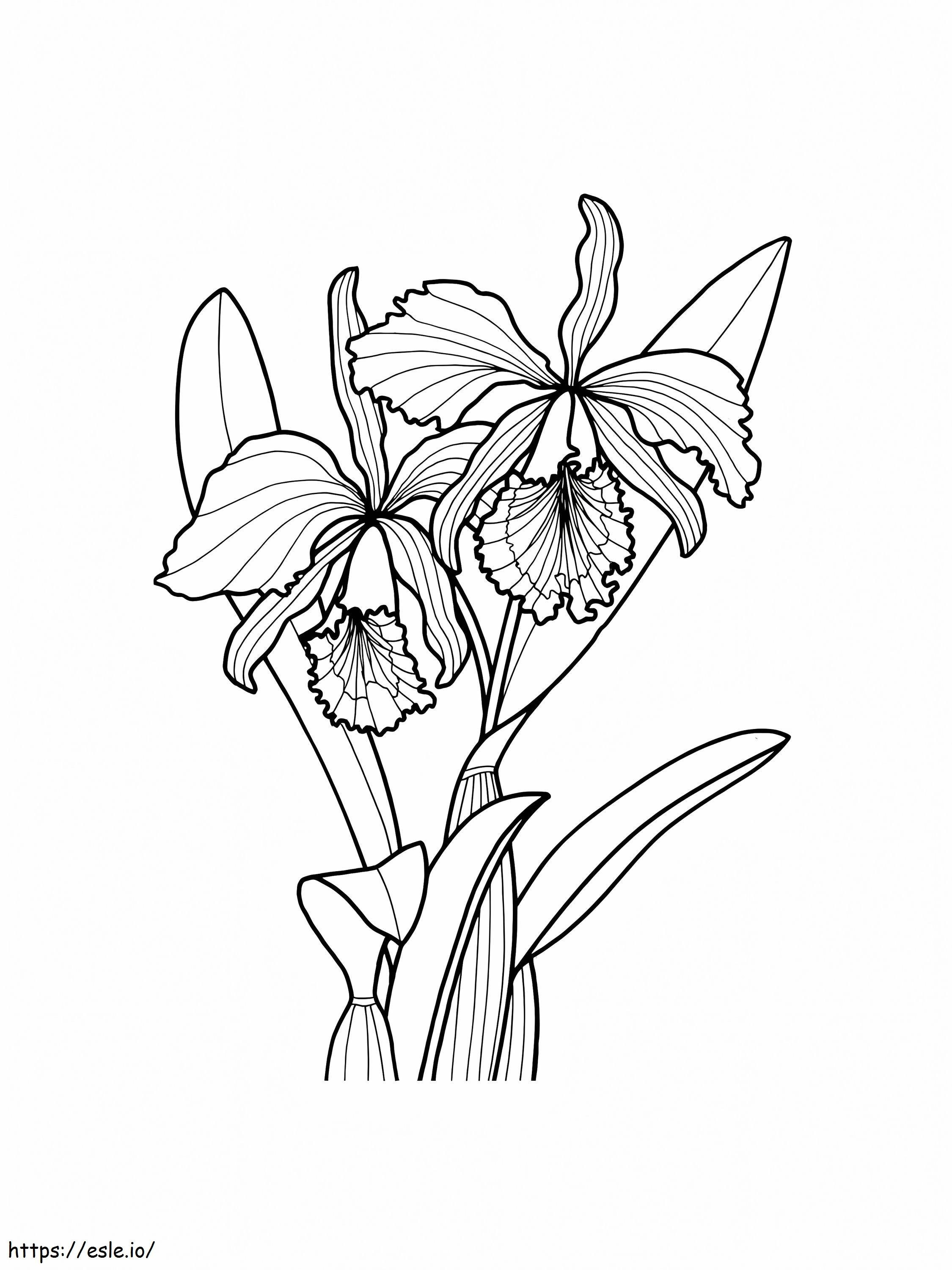 Orquãdea flor imprimible para colorear