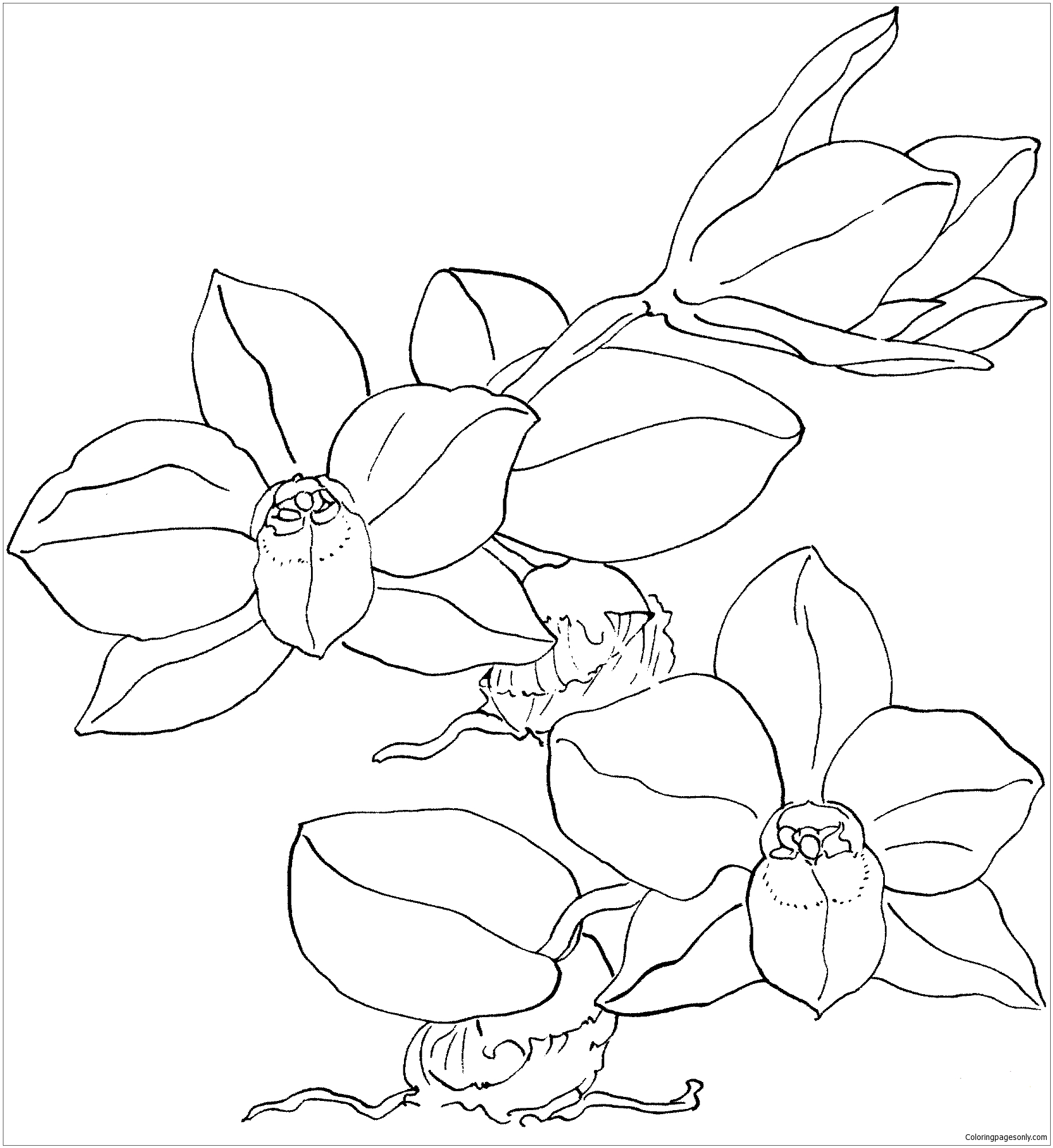 Dibujo de orquãdea sophronitis cernua para colorear
