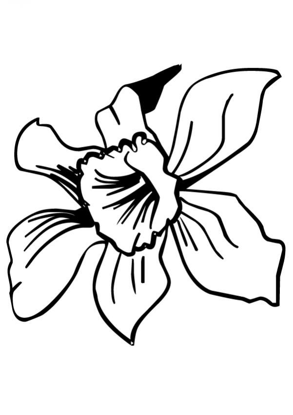 Dibujos para pintar flores orquãdea pintura em seda estampas riscos para bordar