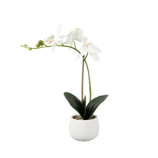 Orquidea flower
