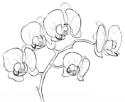 Dibujos de orquãdea para colorear