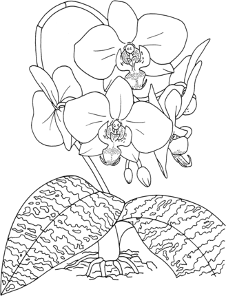 Phalaenopsis schilleriana or tropical rosy moth orchid coloring page pãginas para colorear de flores orquidea para colorear orquideas dibujo