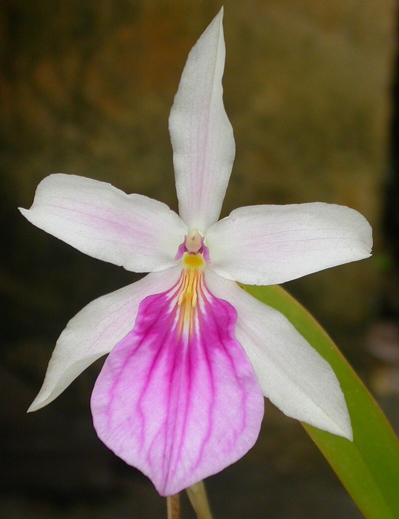 Miltonia