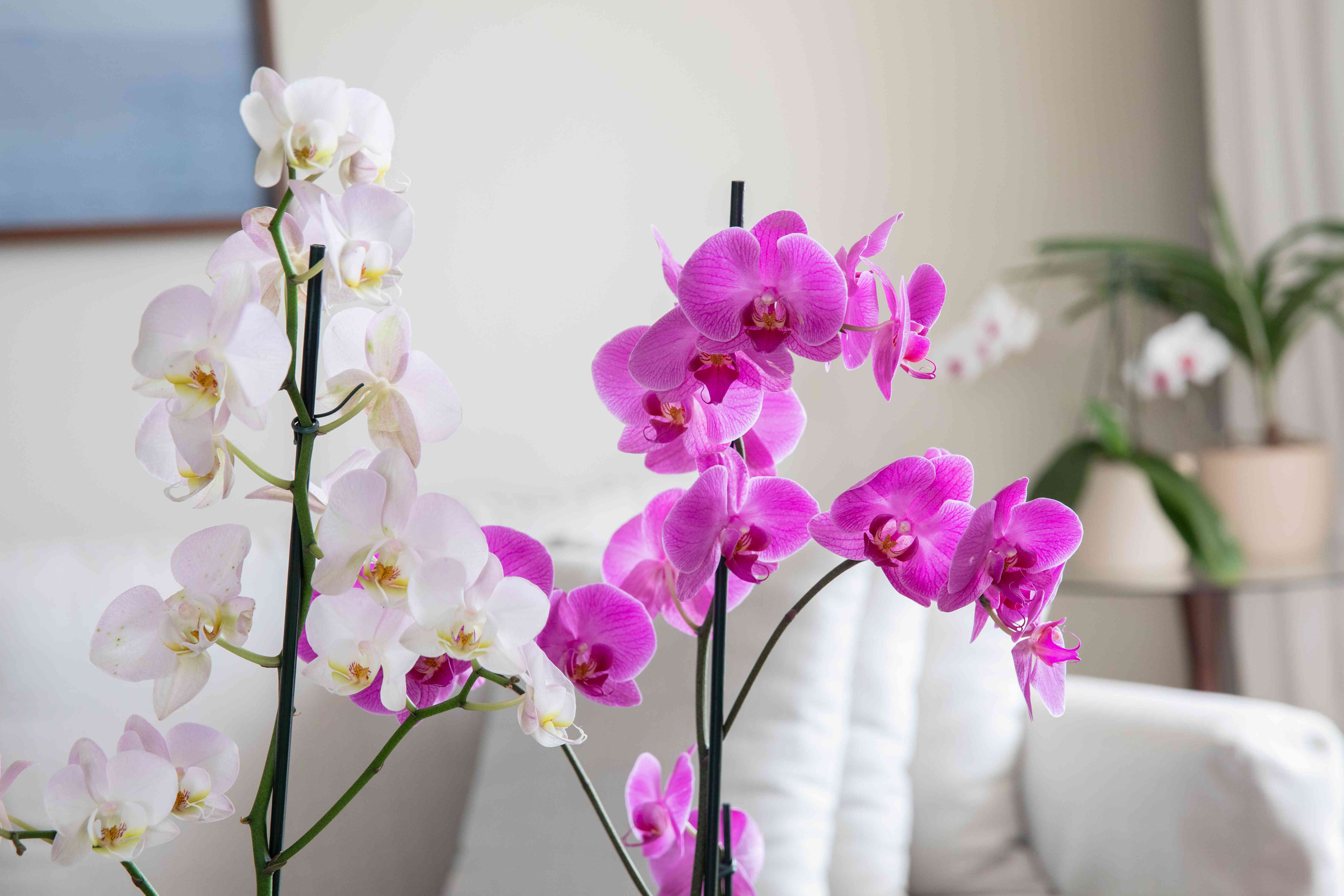 Types of orchids to use as houseplants