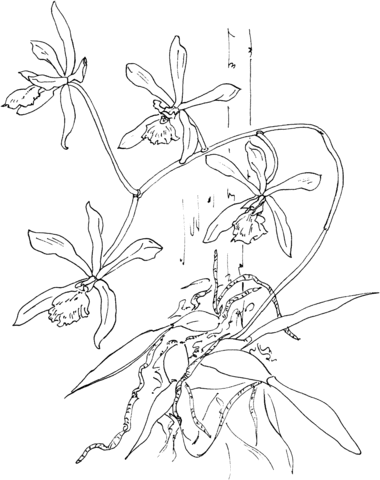 Orquãdea mariposa o epidendrum tampense dibujo para colorear orchids coloring pages botanical line drawing