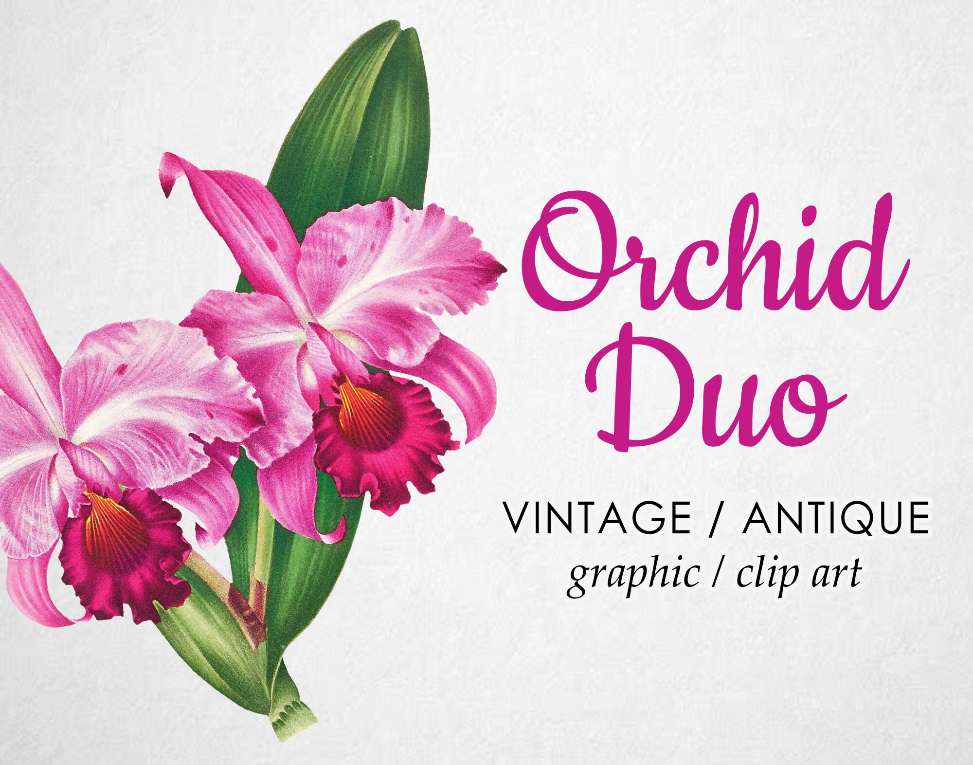 Vintage vibrant orchid duo clipart graphic botanical illustration instant download image for crafting invitations mercial use