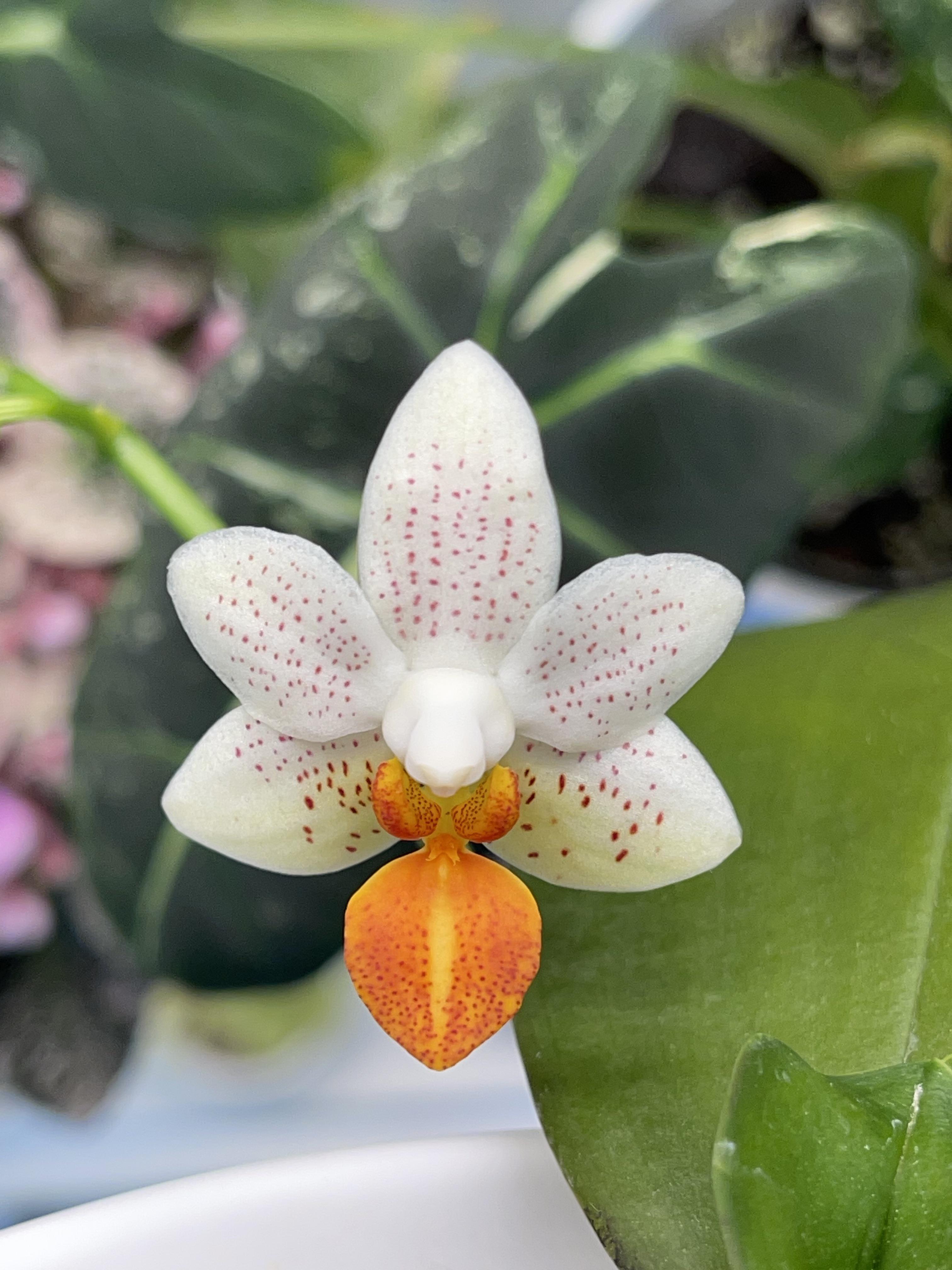 First blooms for me on my phalaenopsis mini mark so perfect ðð rorchids