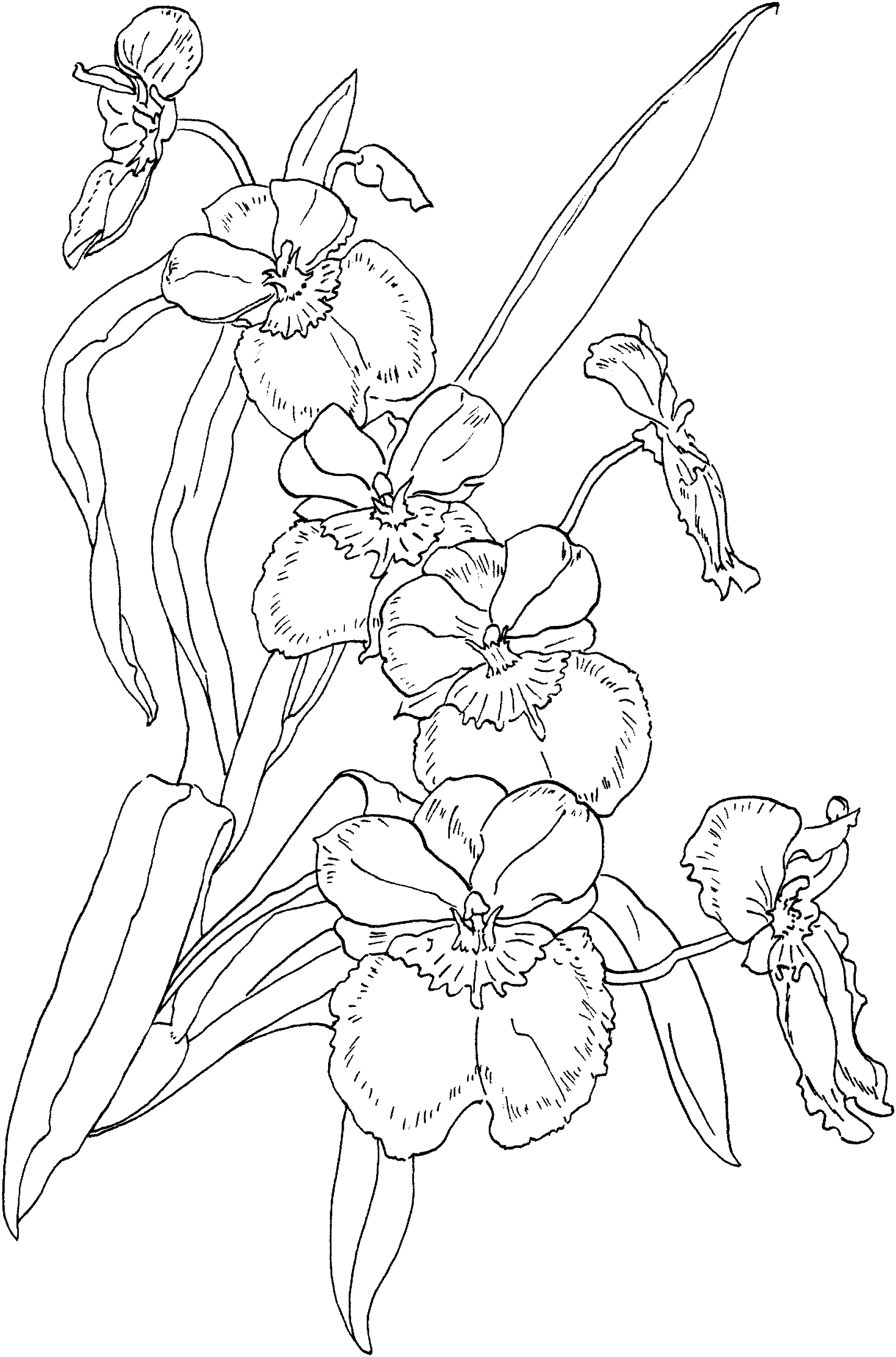 Miltonia pansy orchid colorg page