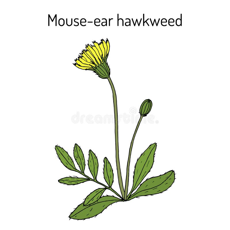 Hawkweed stock illustrations â hawkweed stock illustrations vectors clipart