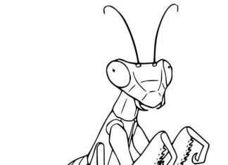 Mantis coloring pages to print and print online