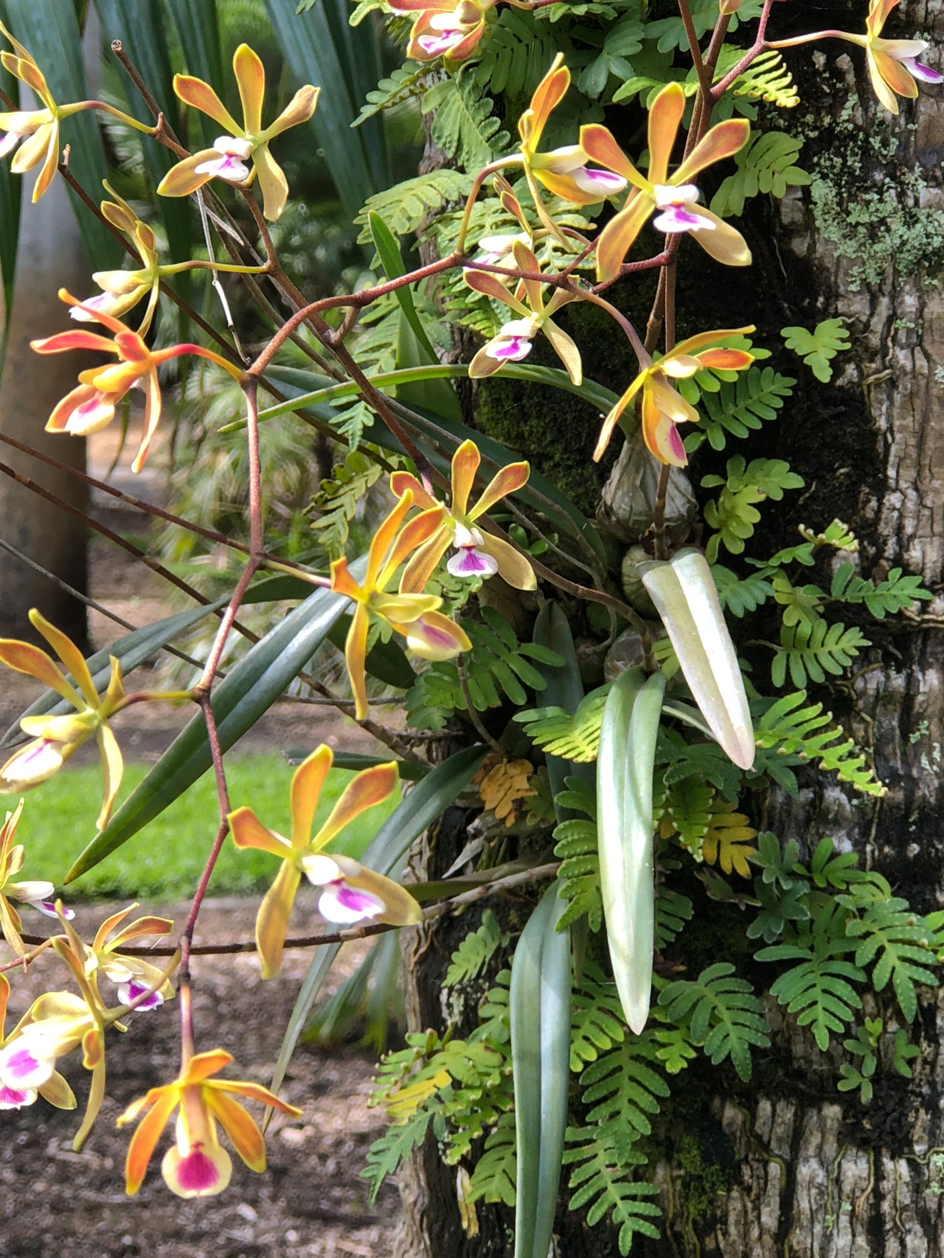 Florida orchids how to grow floridas native orchids