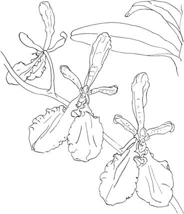 Renanthera imschootiana orchid coloring page coloring pages flower coloring pages free coloring pages