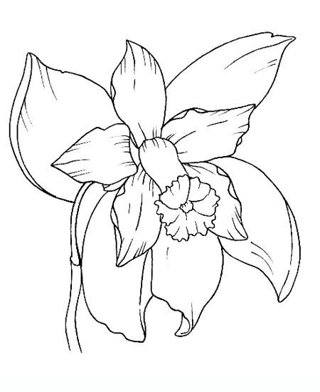 Orchid flowers coloring pages flower coloring pages orchid drawing coloring pages
