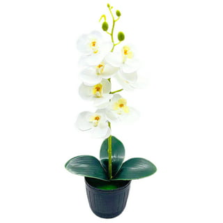 Orquideas naturales plant