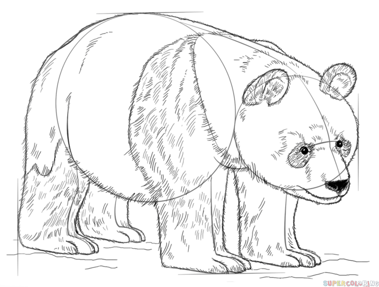 Cãmo dibujar un oso panda tutorial de dibujo paso a paso