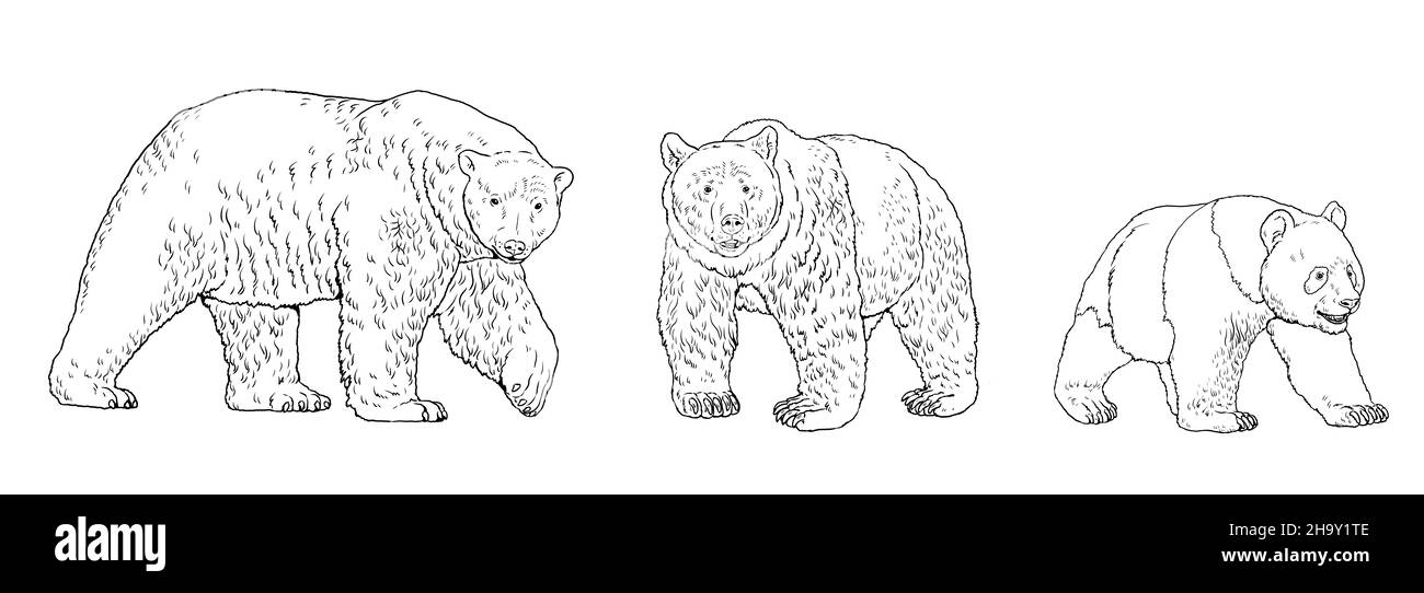 Short faced bear cut out stock images pictures