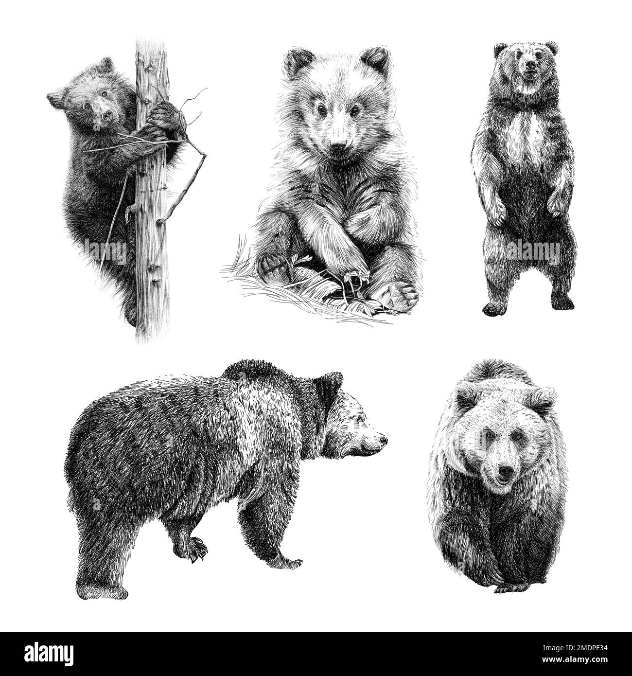 Black bear cub tree cut out stock images pictures