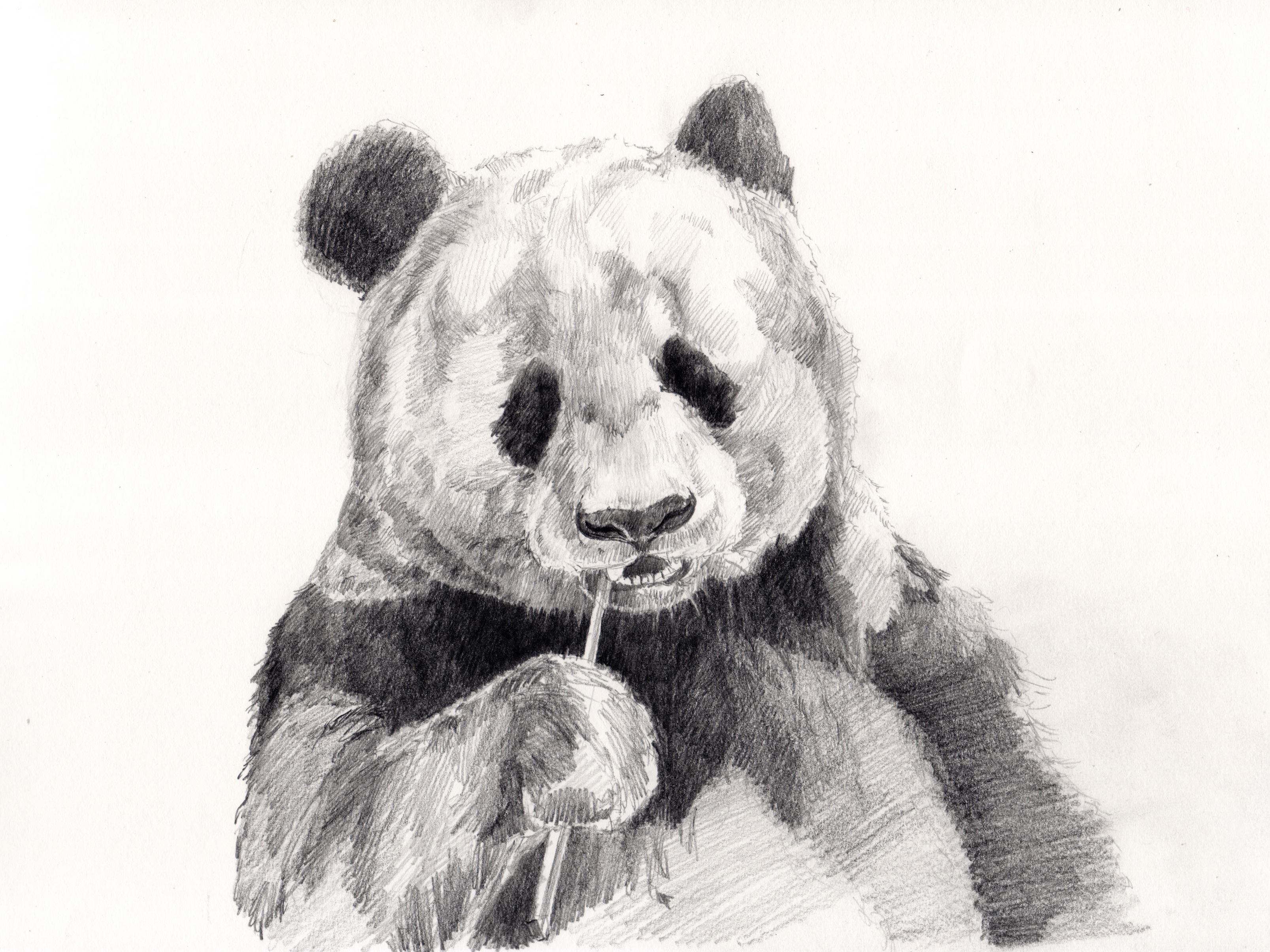 Fotos gratis en blanco y negro mamãfero monocromo juguete oso de peluche panda bosquejo ilustraciãn dibujo a lãpiz panda gigante fotografãa monocroma x