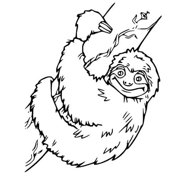 Sloth for free coloring page