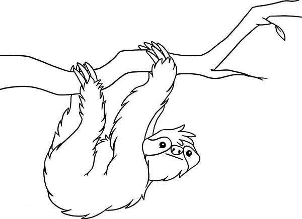Dibujos para colorear oso perezoso