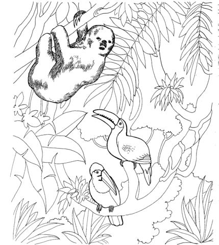 Sloth and two toucans coloring page free printable coloring pages pages ã colorier des animaux coloriage zoo coloriage