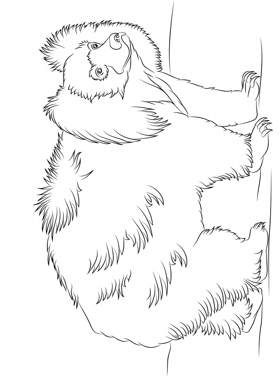 Dibujos de oso perezoso para colorear pintar e imprimir