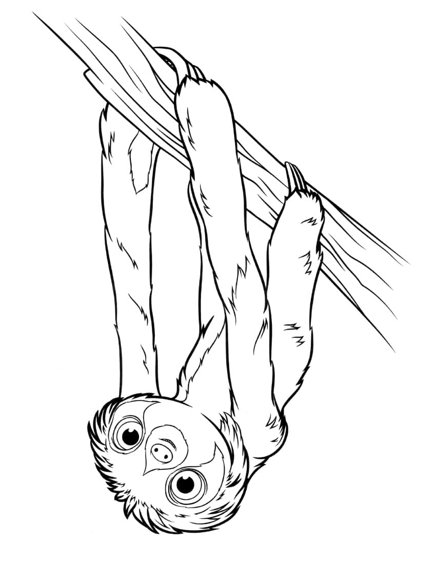 Dibujos de perezoso para colorear