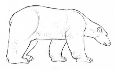 Drawing polar bears dessiner la vie