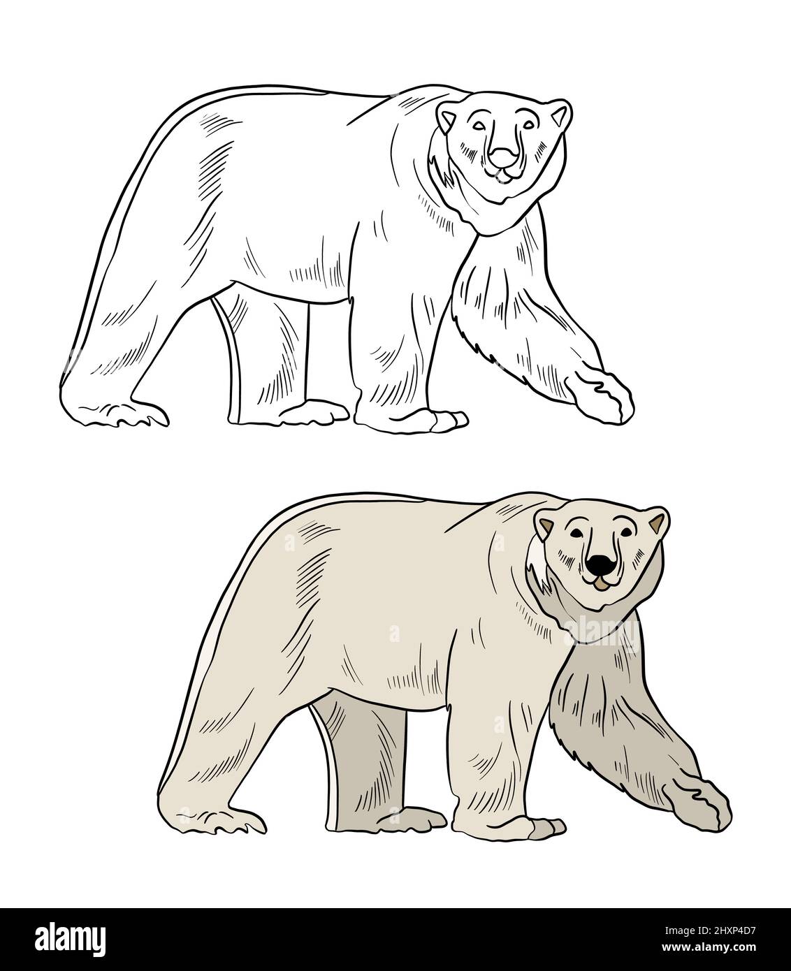 Engrave bear hi