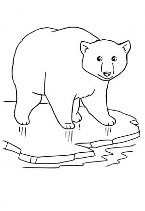 Free printable polar bear coloring pages for adults and kids