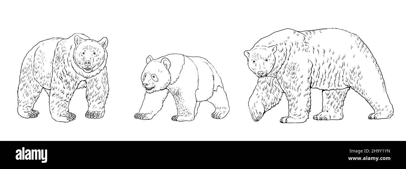 Panda bear cut out stock images pictures