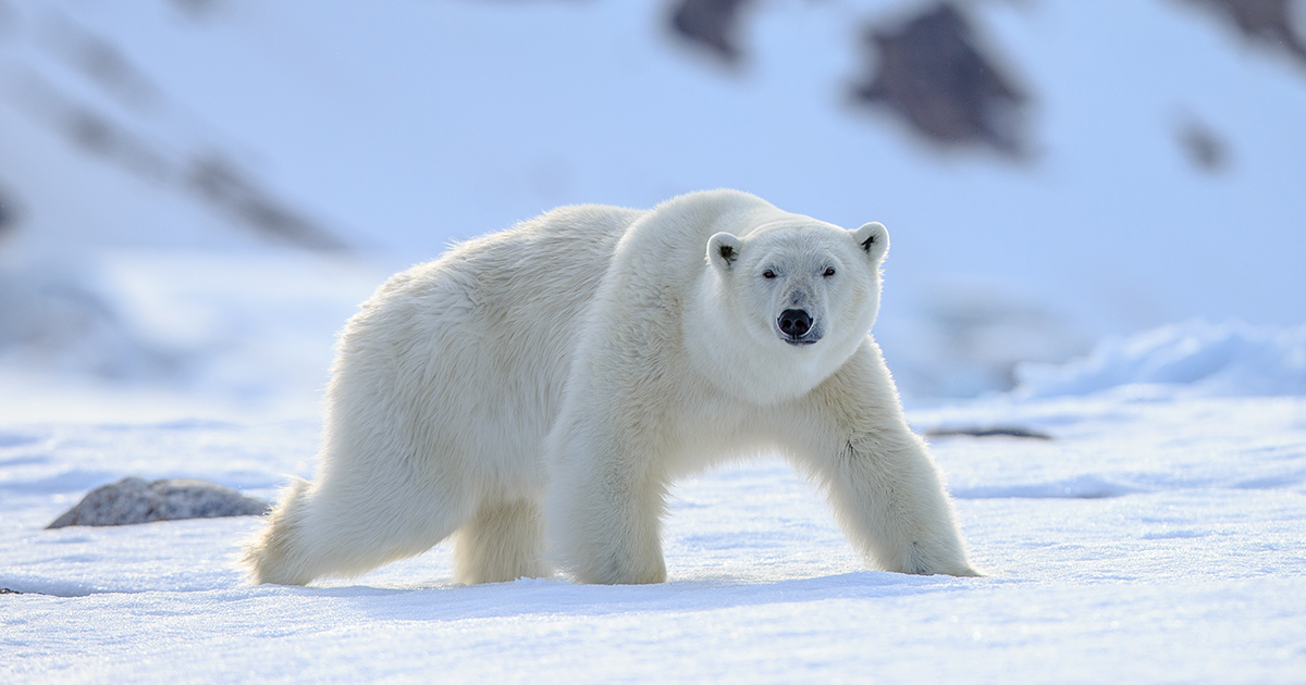 Learn how to draw a realistic polar bear step by step