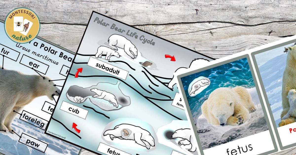 Polar bear life cycle and parts of a polar bear printable and learning activities