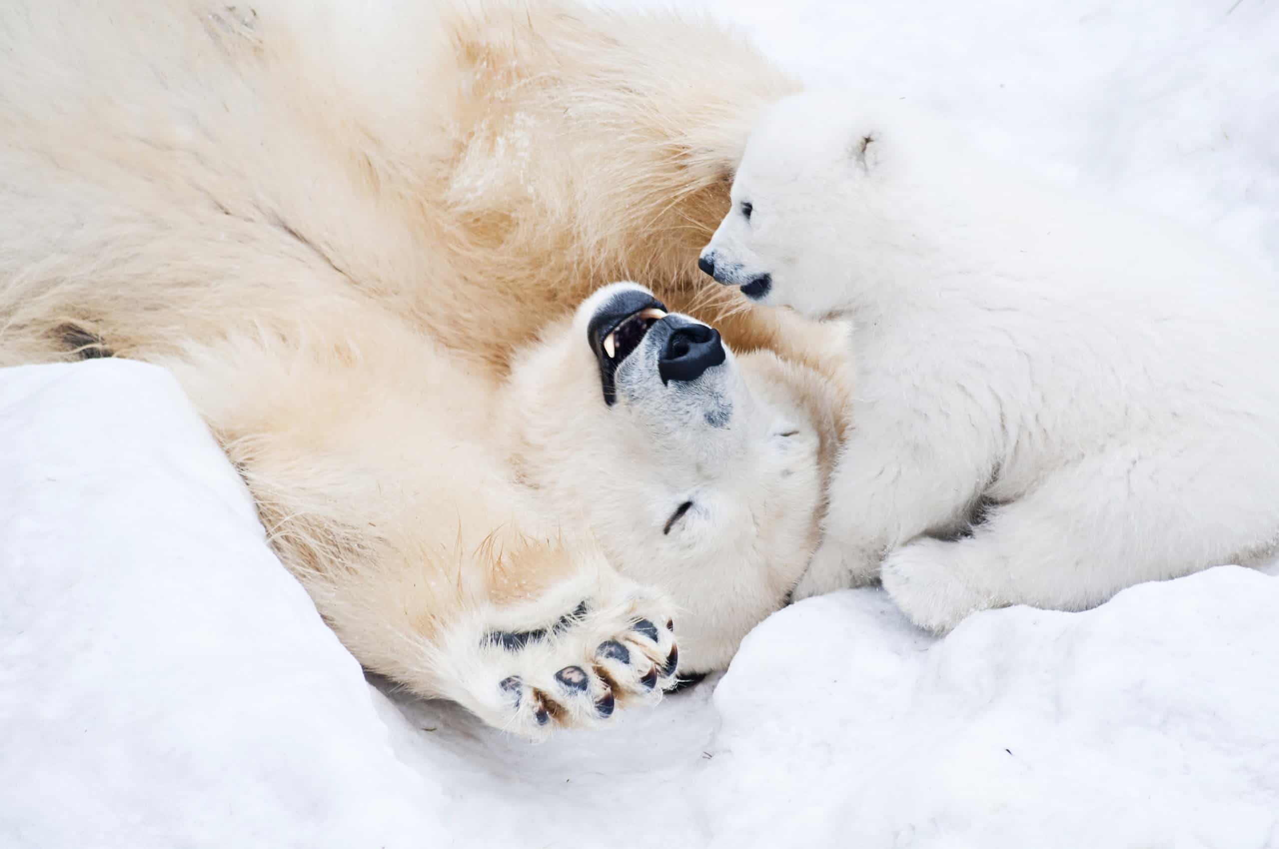 Polar bear animal facts ursus maritimus