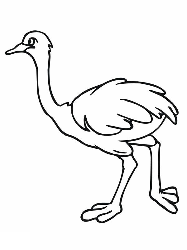 Ostrich coloring pages for kids coloring pages coloring pages for kids cool coloring pages
