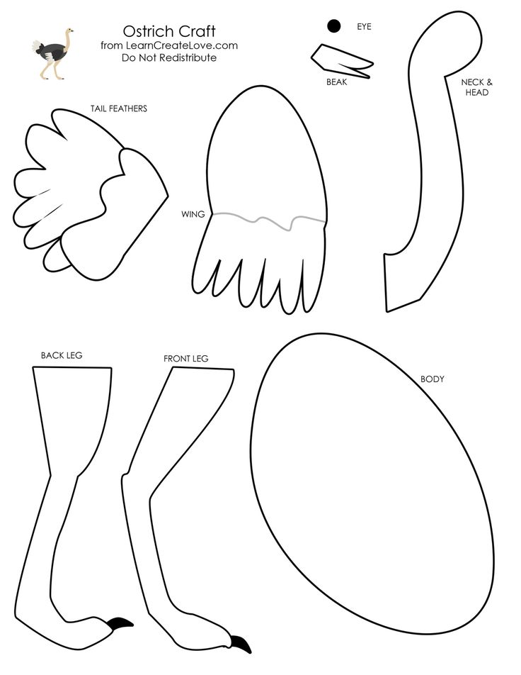 Letter o ostrich
