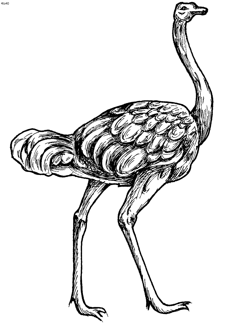 Ostrich coloring page