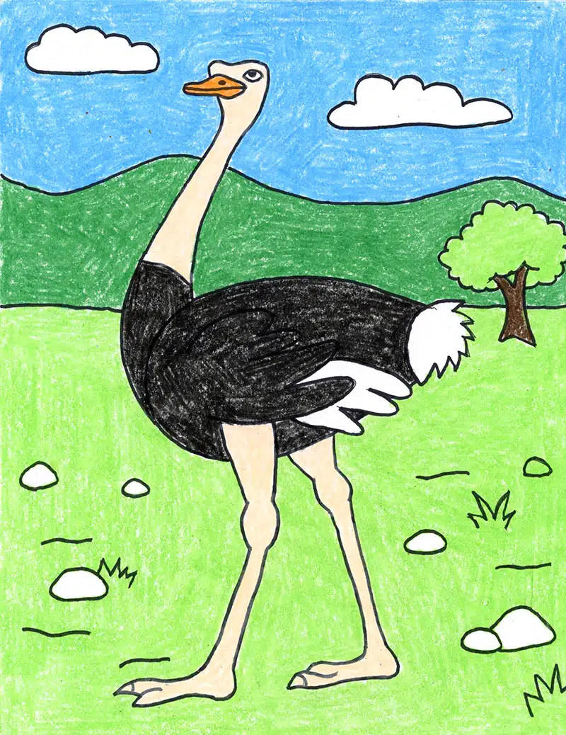 Easy how to draw an ostrich tutorial and ostrich coloring page