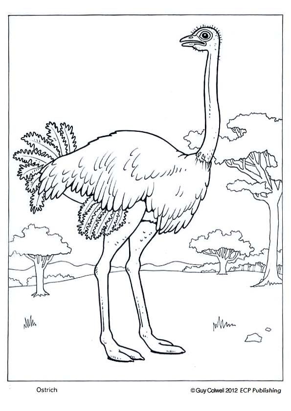 Ostrich picture ostrich image animal coloring pages bird coloring pages animal coloring books