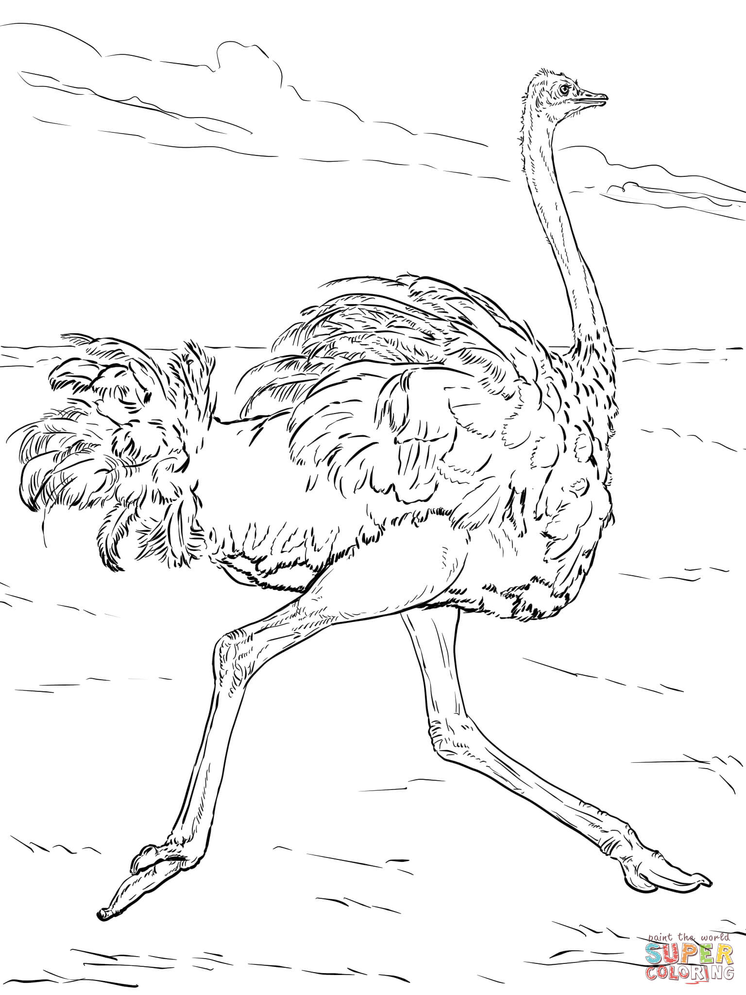 Ostrich runs coloring page free printable coloring pages