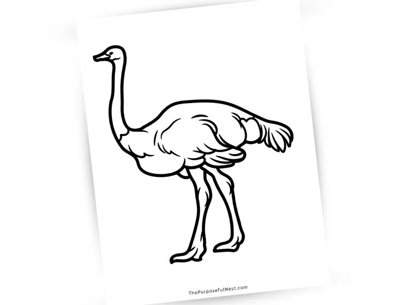 Safari animal coloring pages