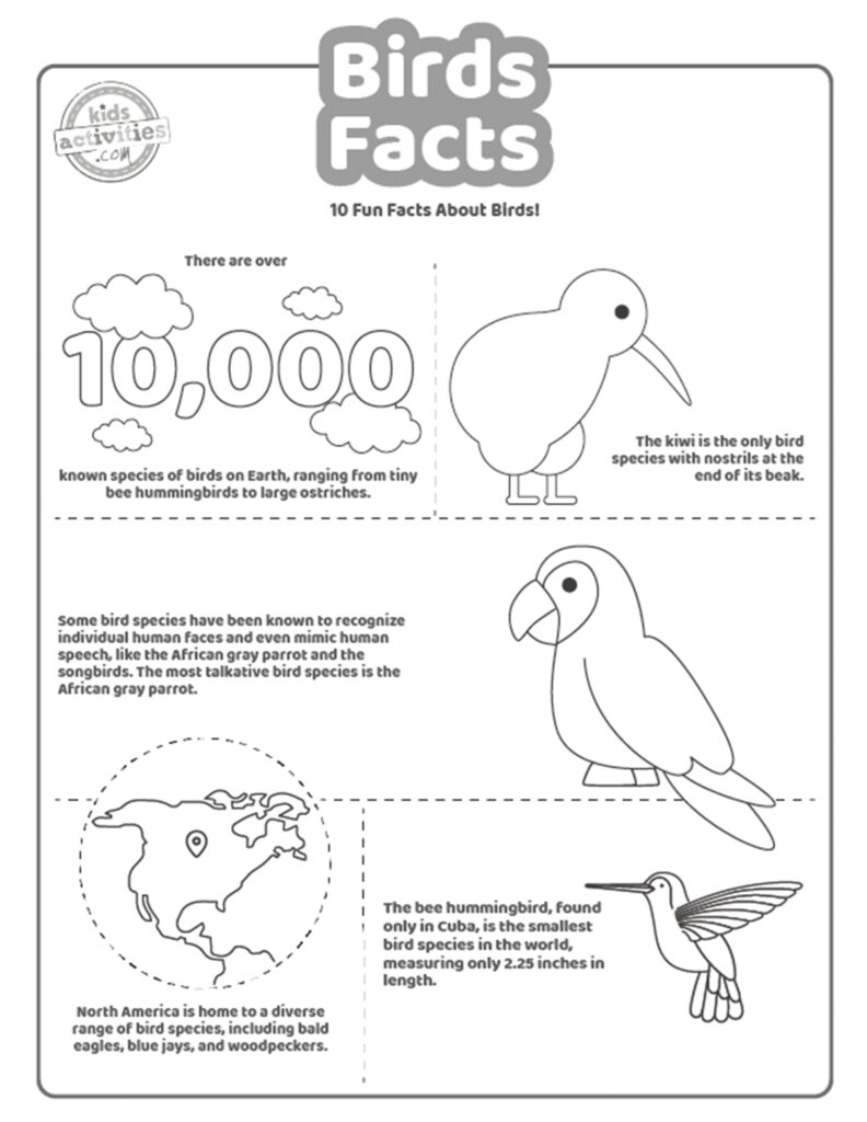 Bird facts for kids of all ages kids activities blog