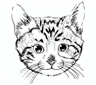 Tiger cats vectors clipart illustrations for free download